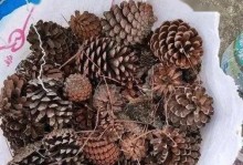 松果的形态、特点和用途（探索松果的神秘世界）